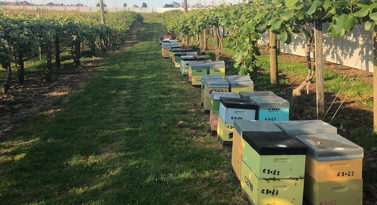 Hives nestled in a New Zealand orchard, where bees thrive and produce pure, local honey. Discover our sustainable beekeeping practices.