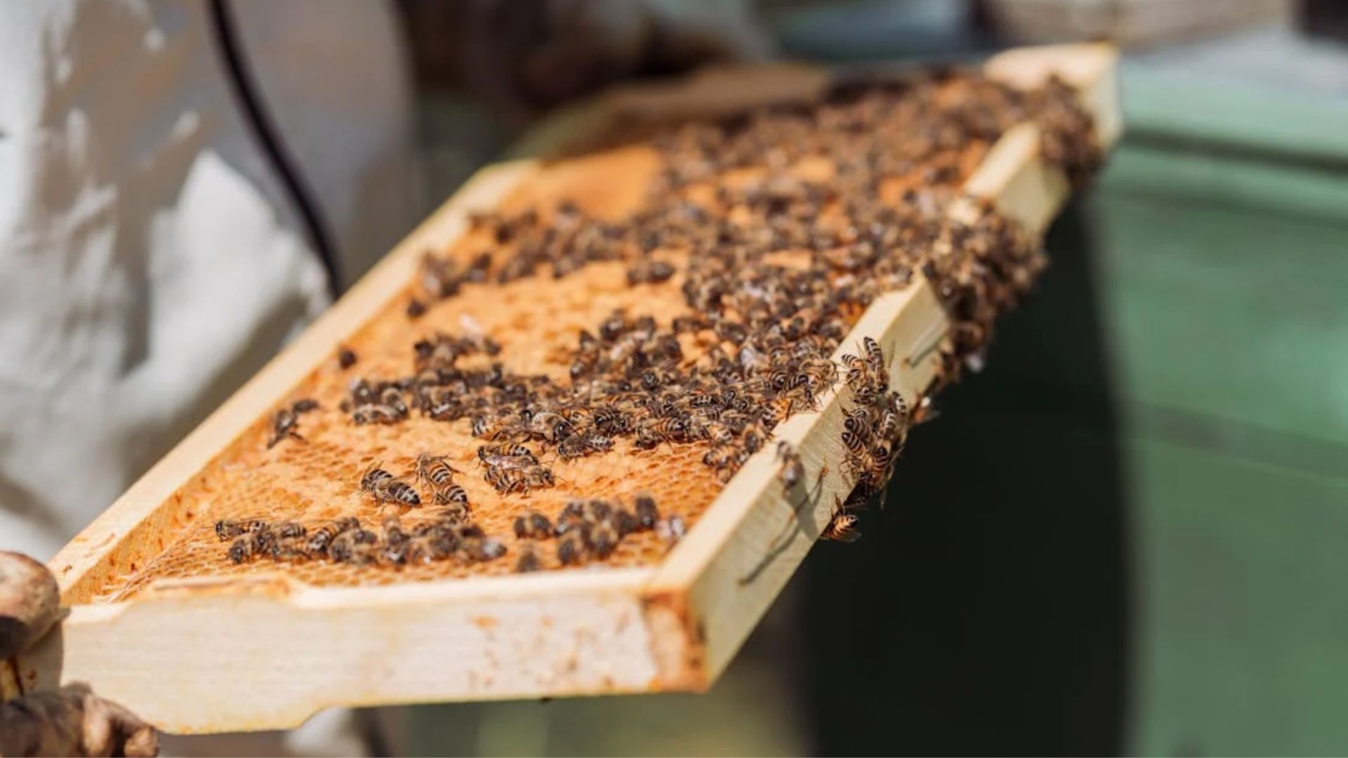 Watch our bees in action